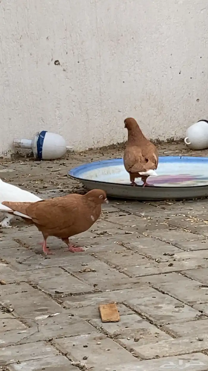 جوز حمام سوري درجه اولى 7