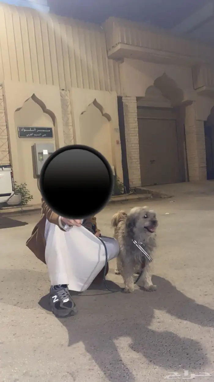 سبب البيع ما في مكان أحطه فيه ويلعب كثير ومطعم كل الأطعمة 4