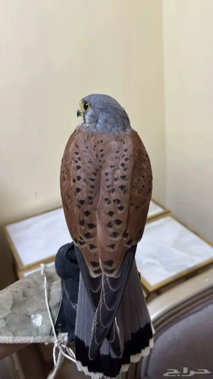 شبوط وحش للبيع 0