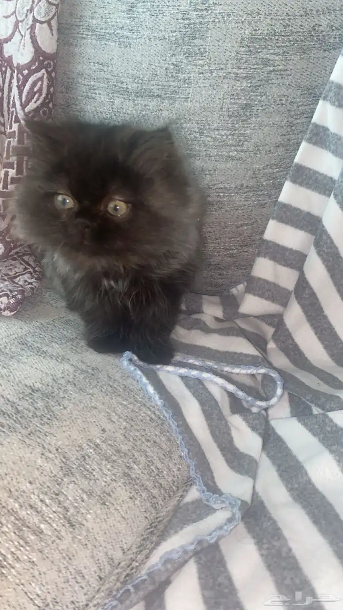 قط للبيع العمر 3 شهور صغير جدا و لعوب مرح جدا حنون ذكر 0