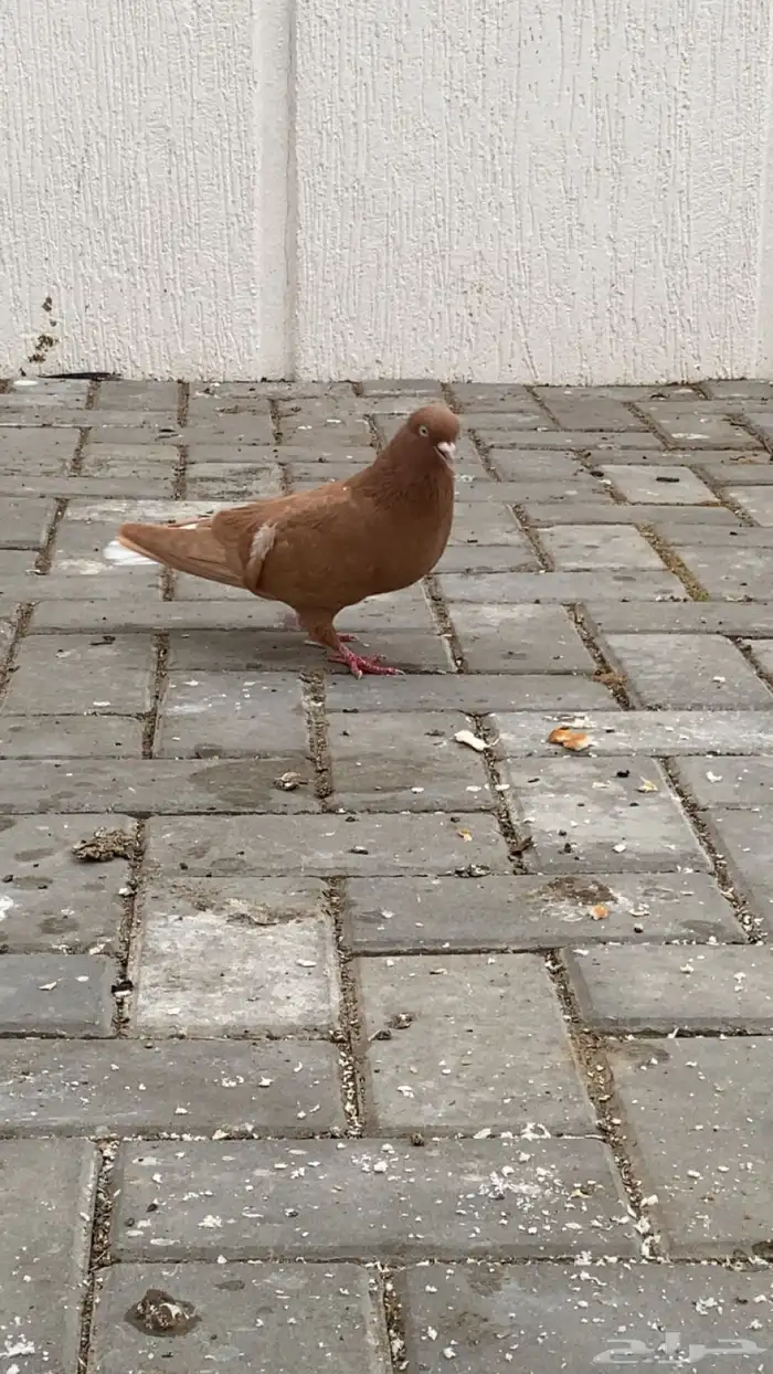 جوز حمام سوري درجه اولى 6