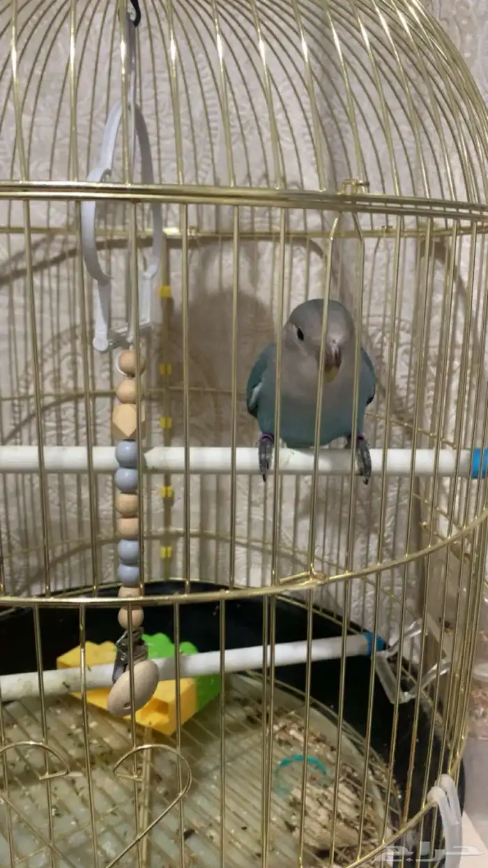 روز اليف هدد داخلي وخارجي نشبه مع اغراضه 6