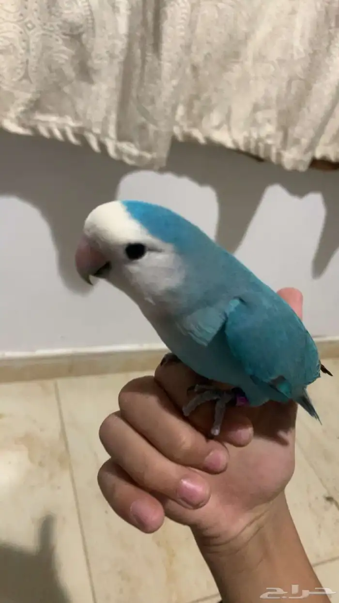 روز اليف هدد داخلي وخارجي نشبه مع اغراضه 5