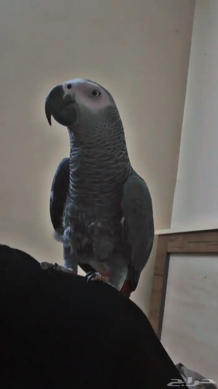 ببغاء كاسكو 0