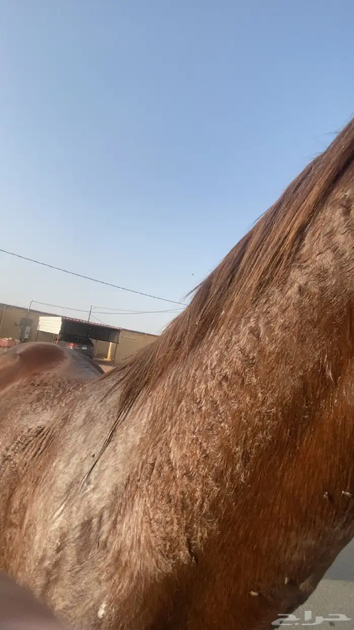 حصان الون احمر 4