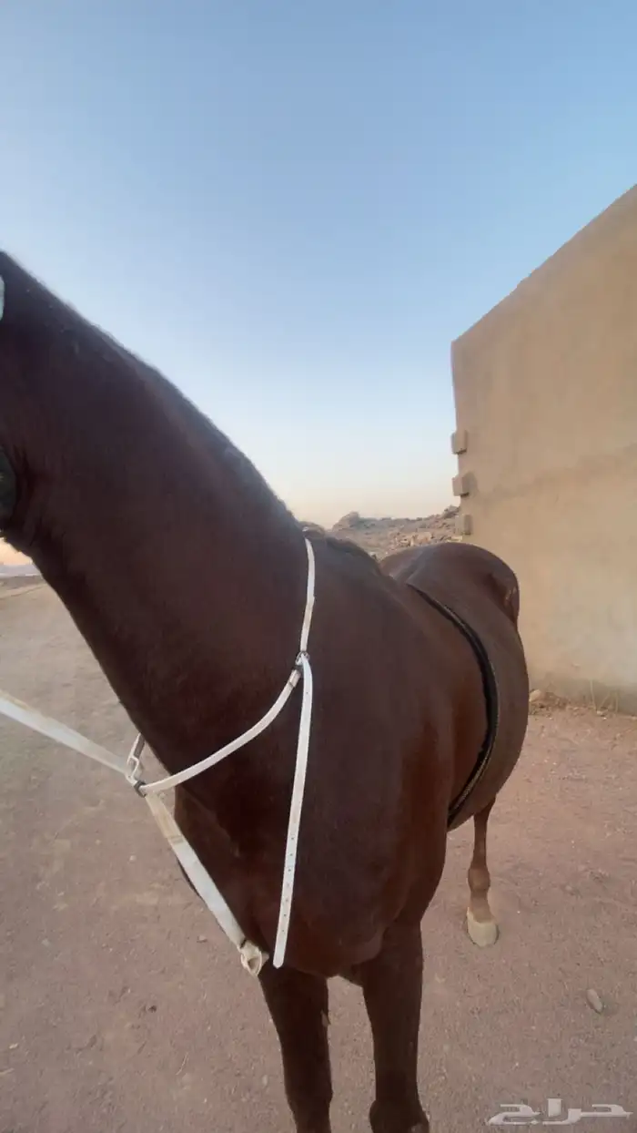 حصان الون احمر 2