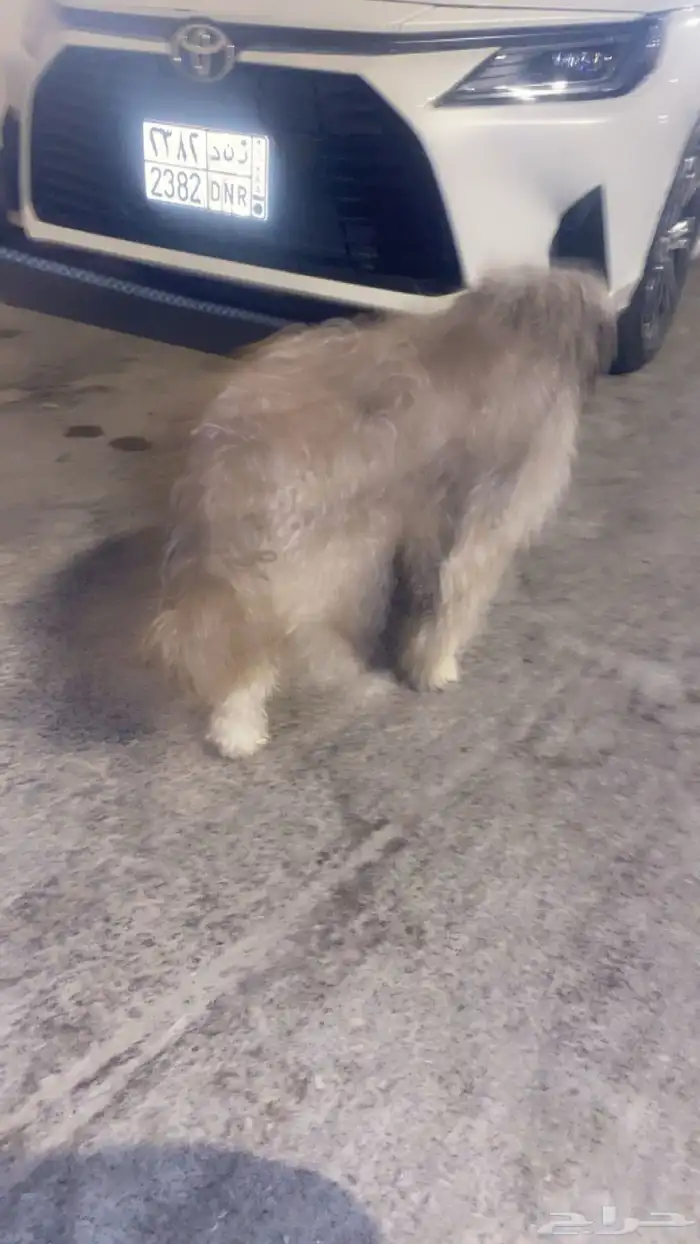 سبب البيع ما في مكان أحطه فيه ويلعب كثير ومطعم كل الأطعمة 3