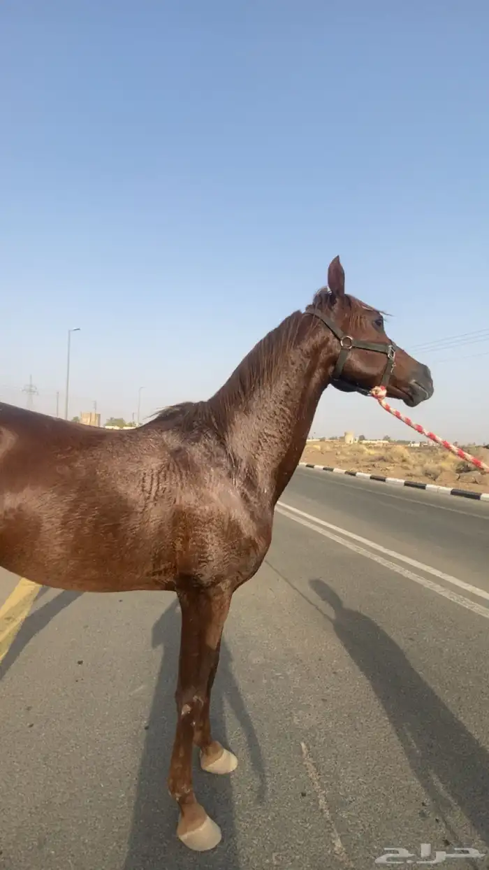 حصان الون احمر 3