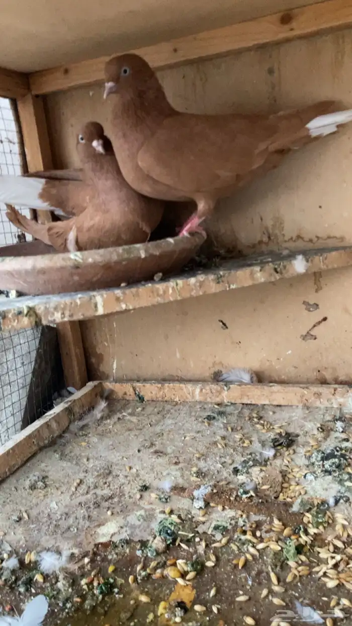 جوز حمام سوري درجه اولى 4