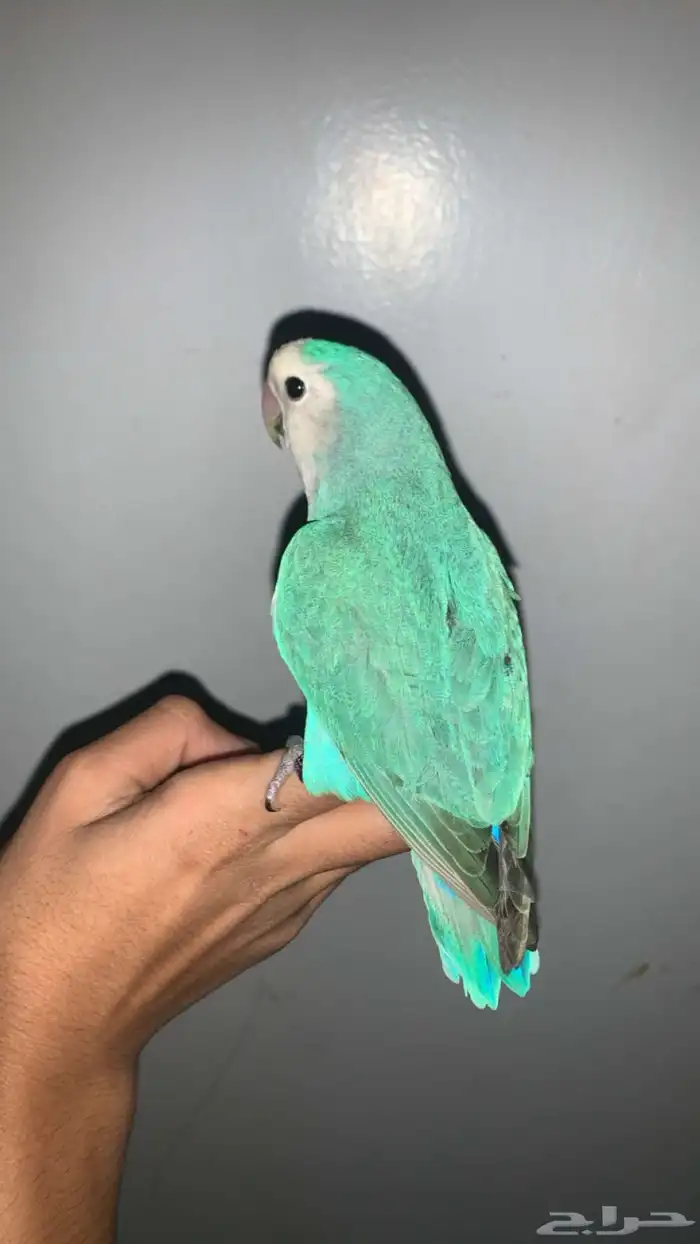 روز اليف هدد داخلي وخارجي نشبه مع اغراضه 0