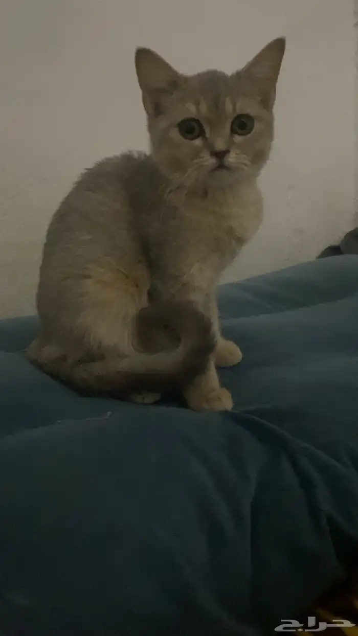 قطط ستكوش كيتن 1