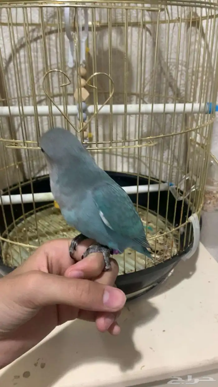 روز اليف هدد داخلي وخارجي نشبه مع اغراضه 7