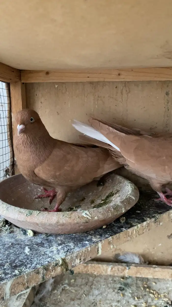 جوز حمام سوري درجه اولى 3