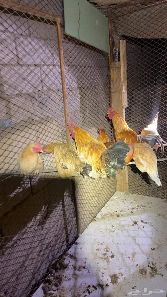 دجاج 3