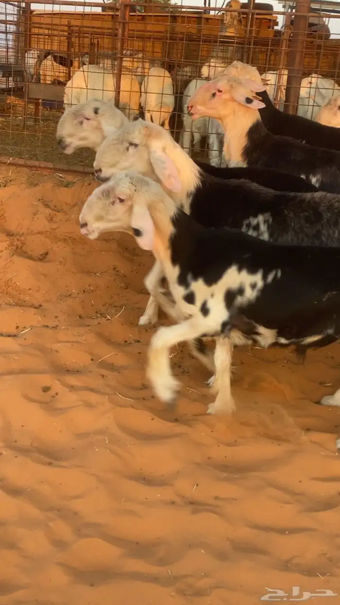 طليان نجد للبيع 1