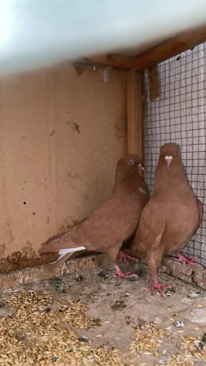 جوز حمام سوري درجه اولى 1