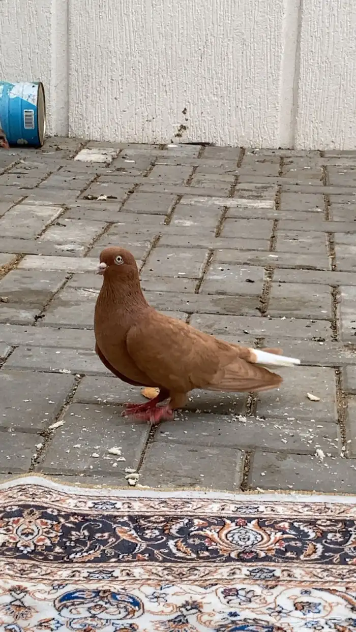 جوز حمام سوري درجه اولى 10