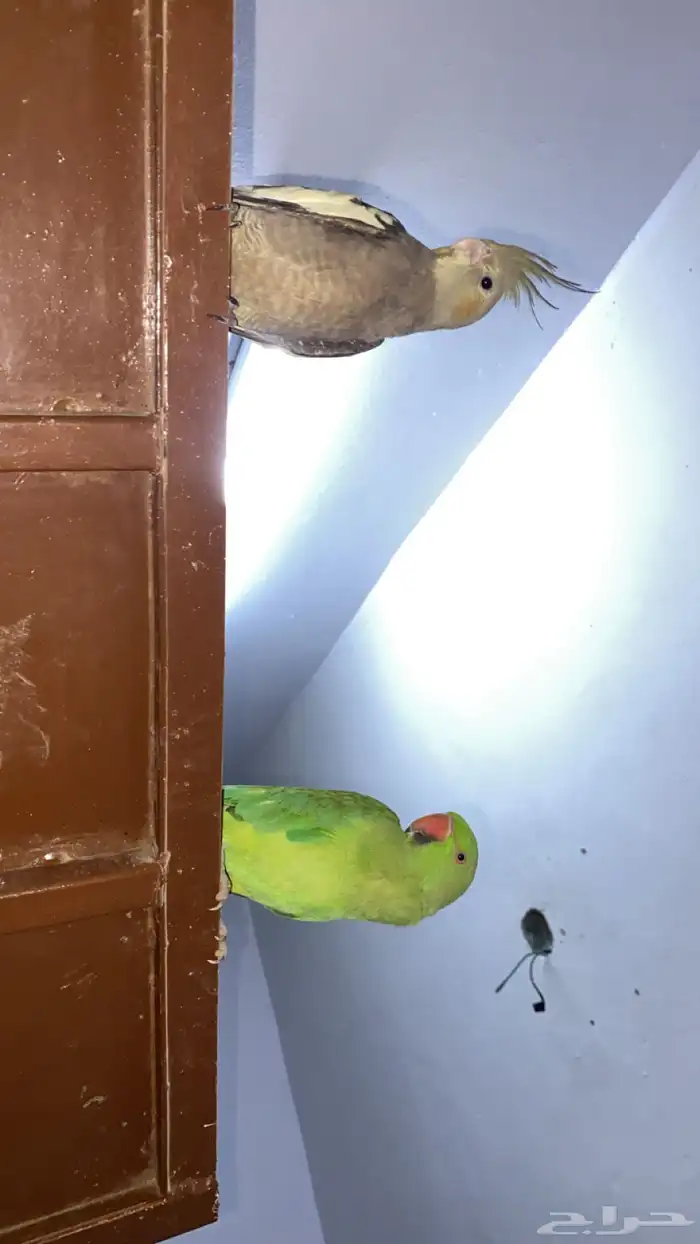 كروان مفقود اللون رصاصي في شقراء 0