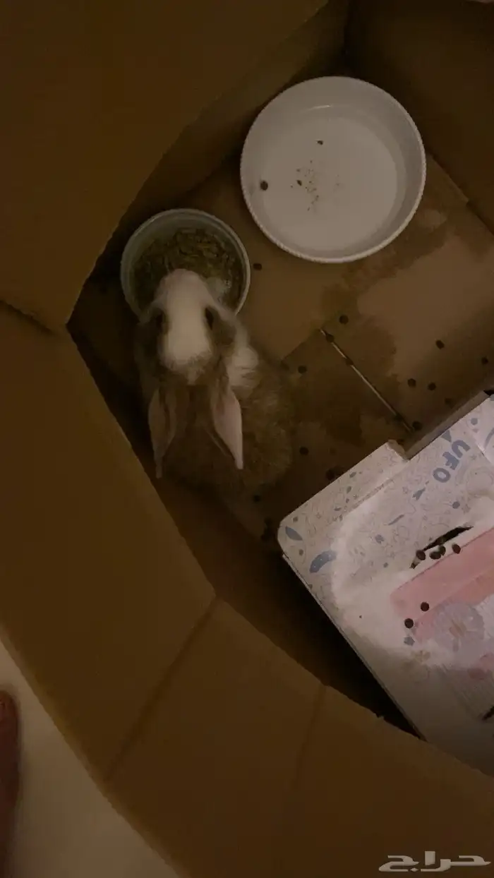 ارنب اليف ونضيف مرره 0