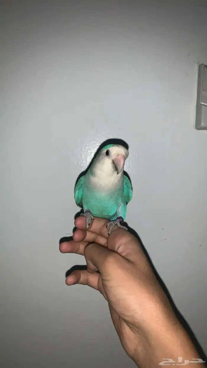 روز اليف هدد داخلي وخارجي نشبه مع اغراضه 2