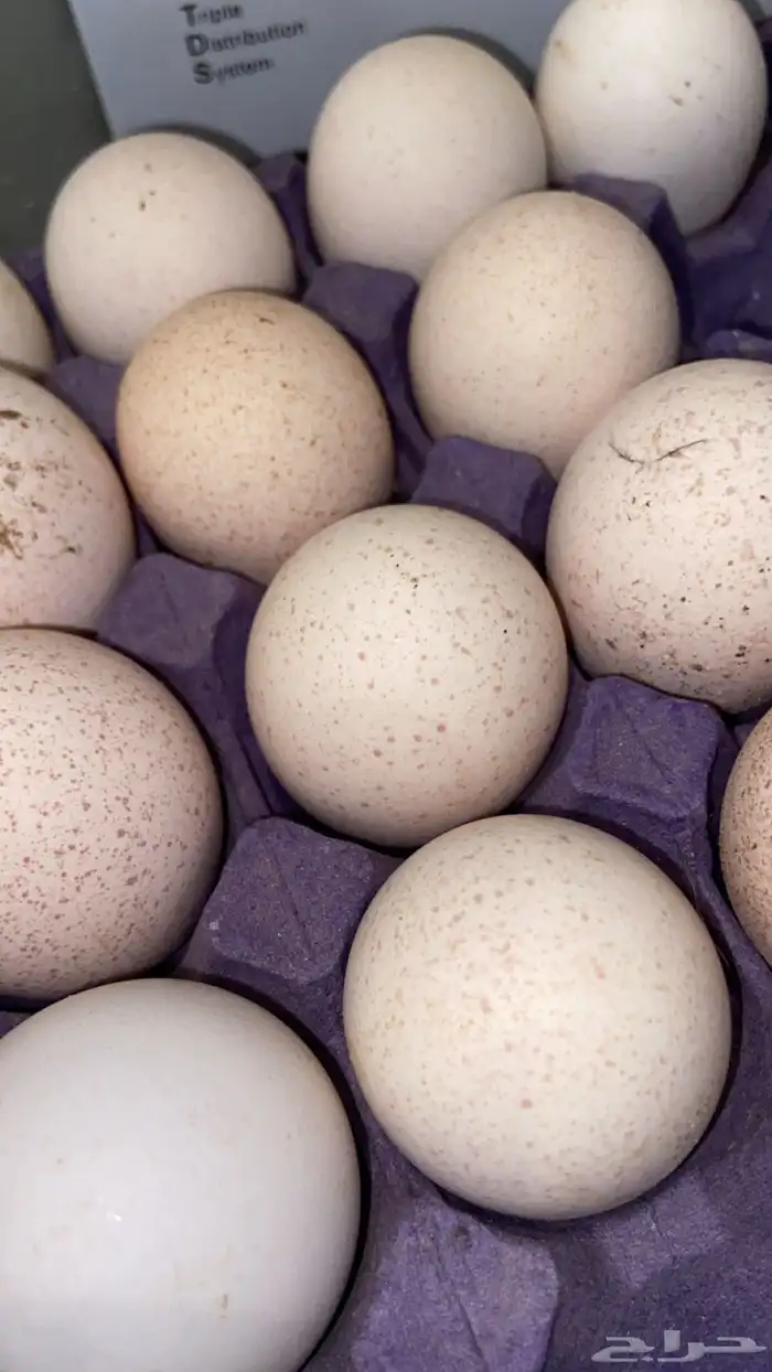 بيض رومي مخصب الوان فاخرة 2