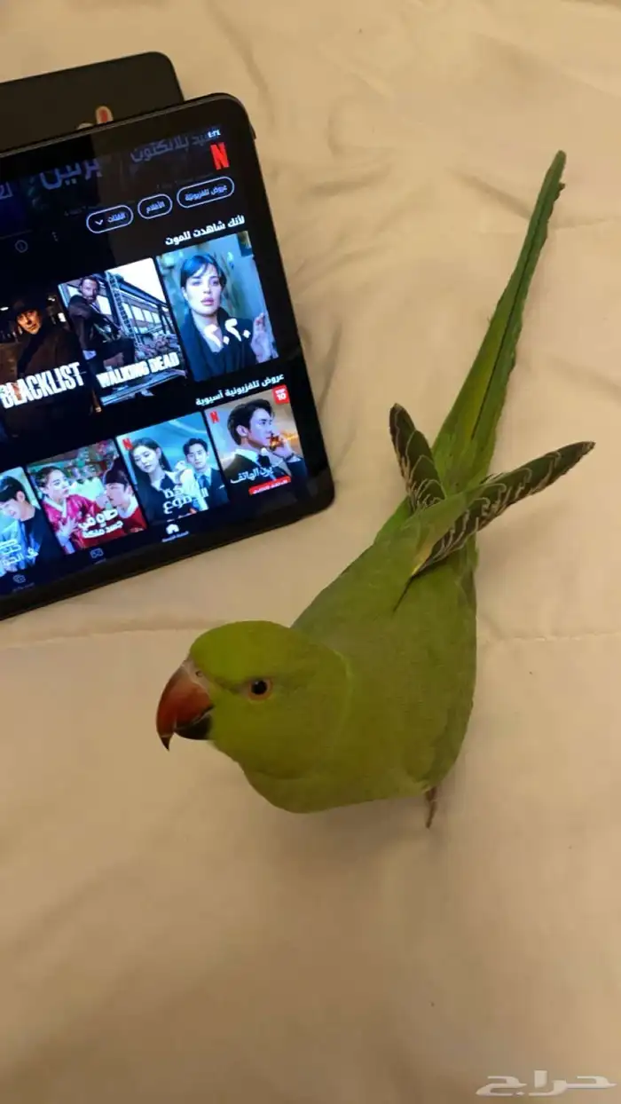 ببغاء 2