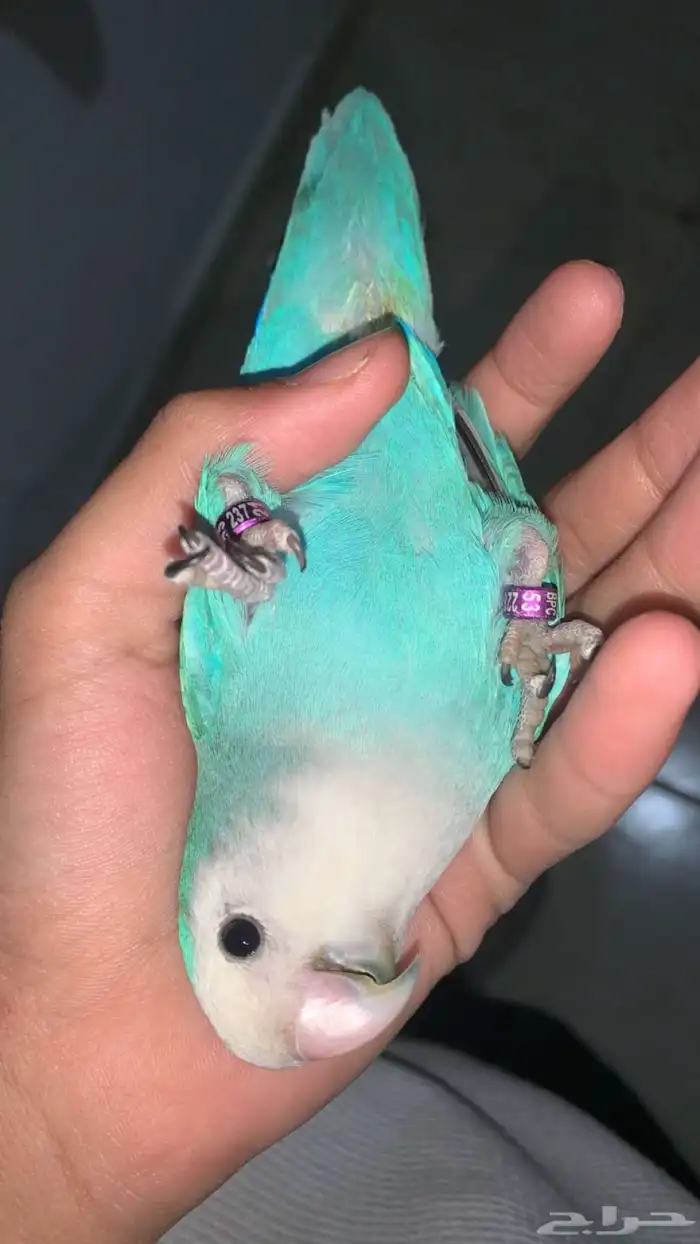 روز اليف هدد داخلي وخارجي نشبه مع اغراضه 4