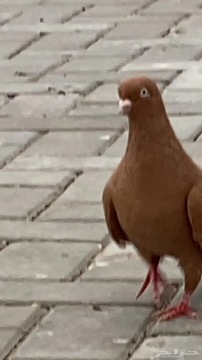 جوز حمام سوري درجه اولى 5