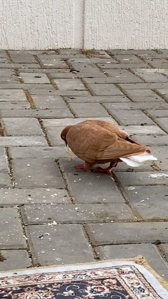 جوز حمام سوري درجه اولى 9