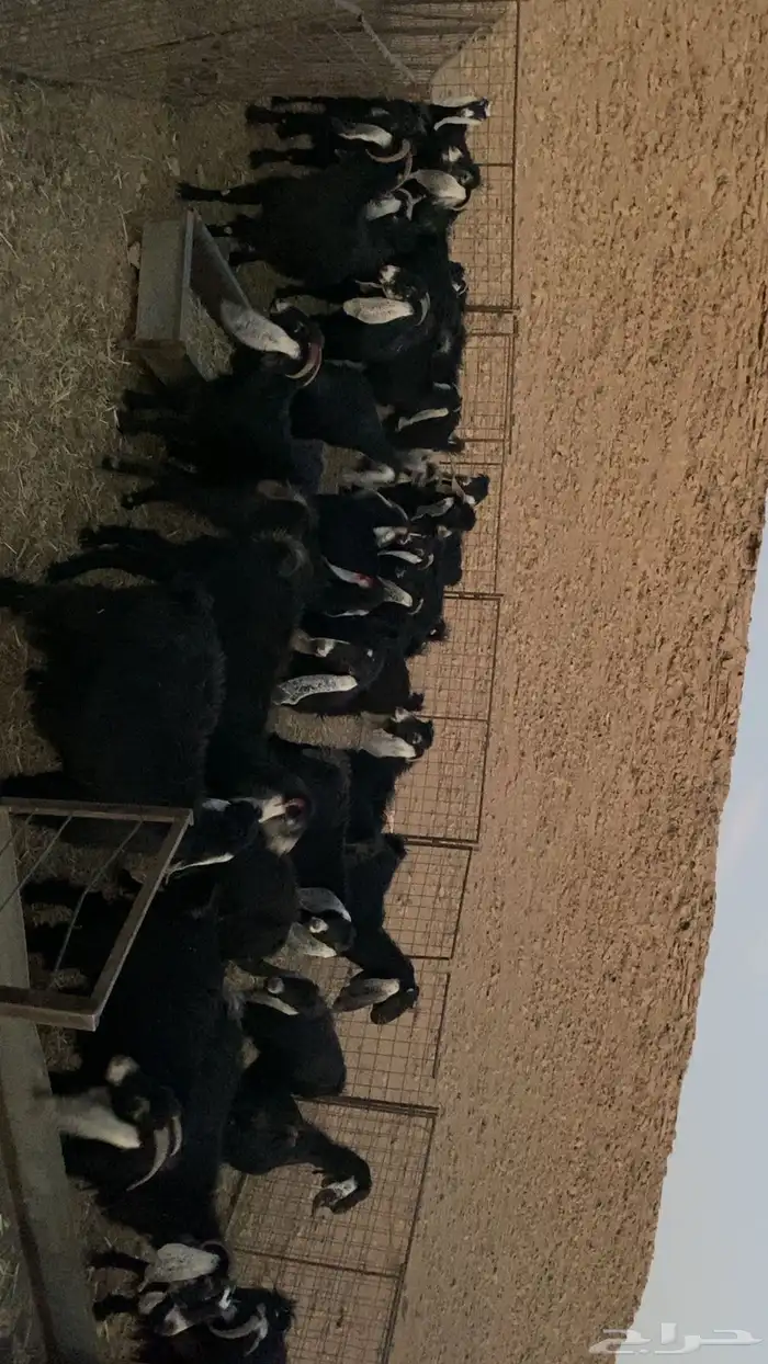 معزا للبيع 0