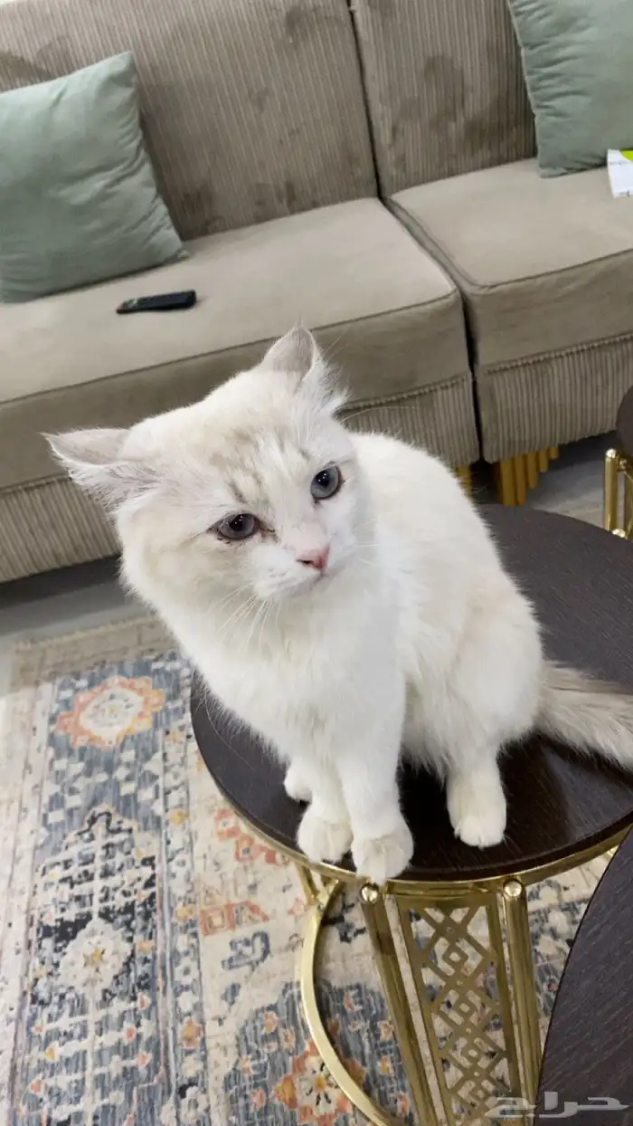 قطه انثى للتبني 1