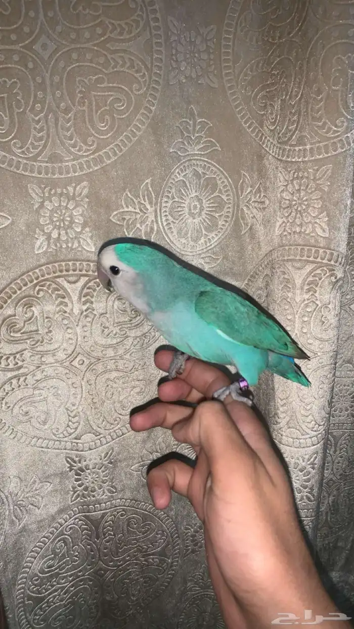 روز اليف هدد داخلي وخارجي نشبه مع اغراضه 3