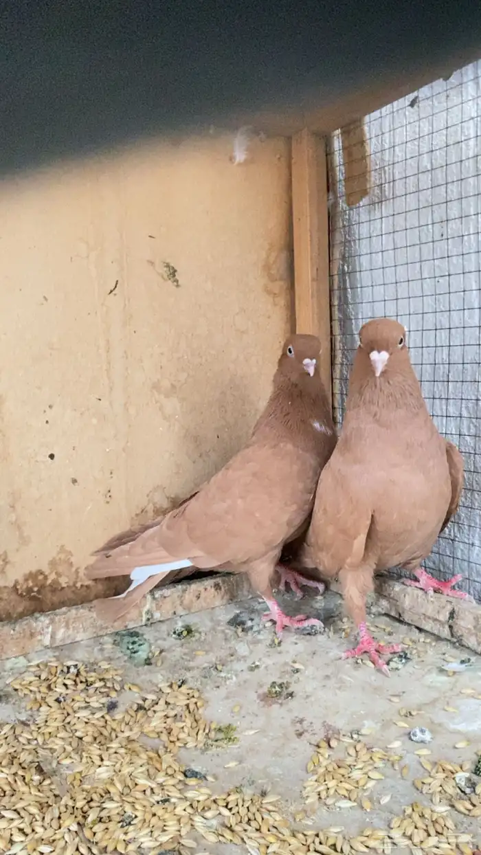 جوز حمام سوري درجه اولى 0