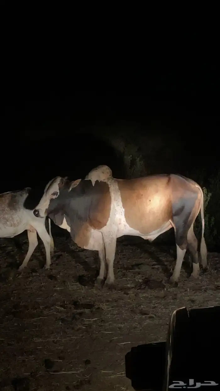 ثور للبيع بلدي الموقع هروب على السوم 1