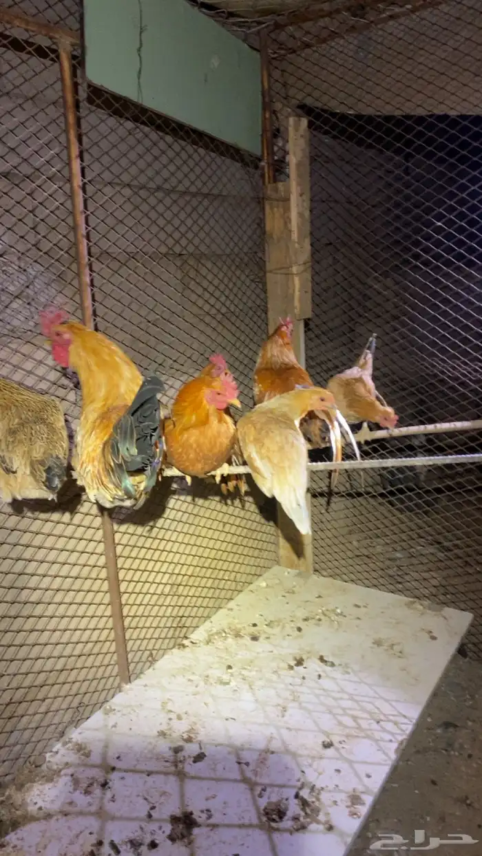 دجاج 2
