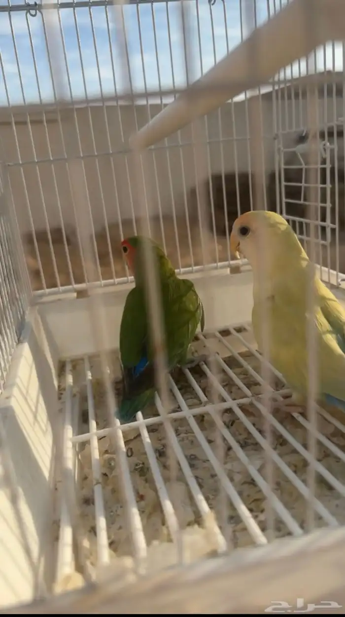 طيور جوز روز 1