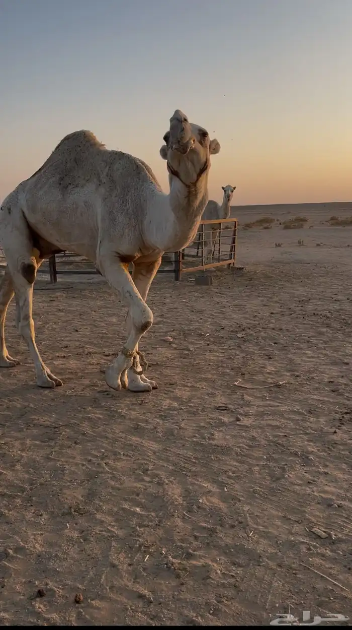 بعير باتلي 0