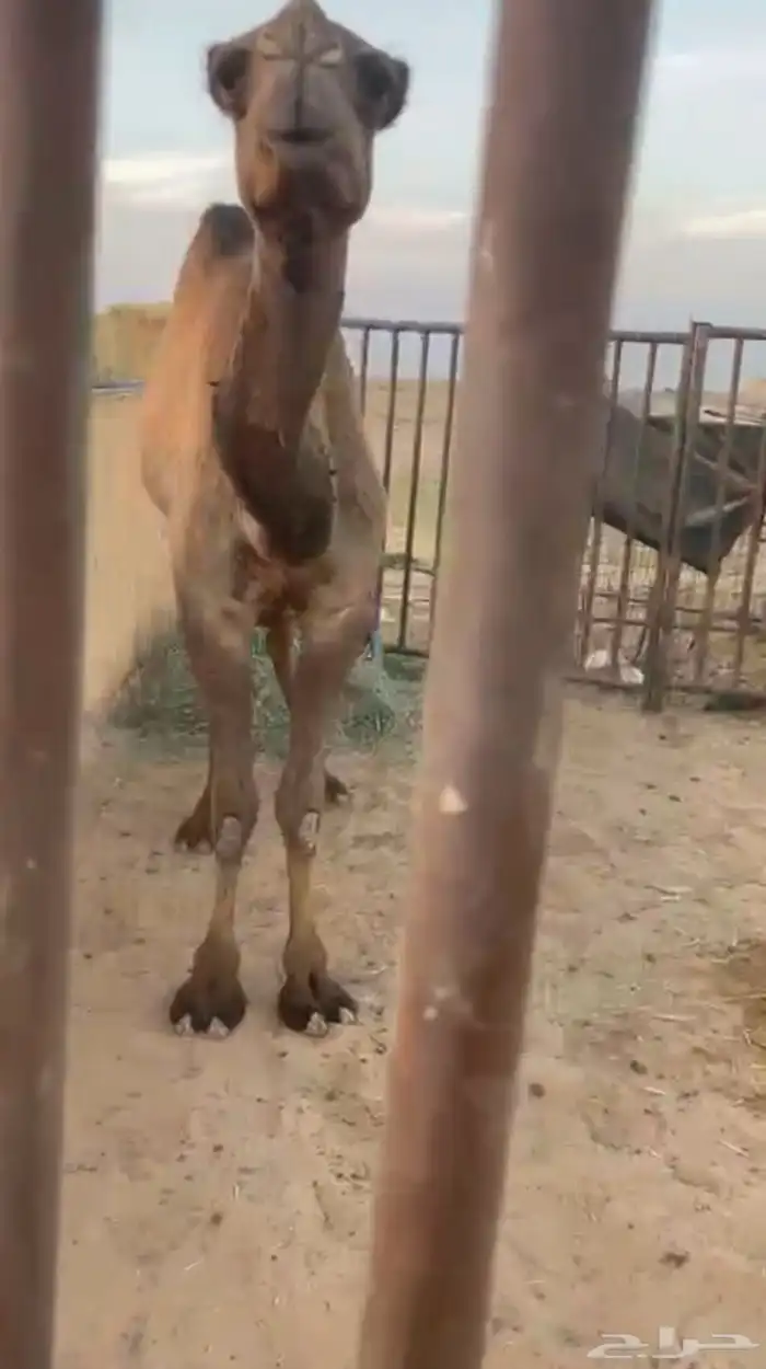 بكره داخله لقيه 1