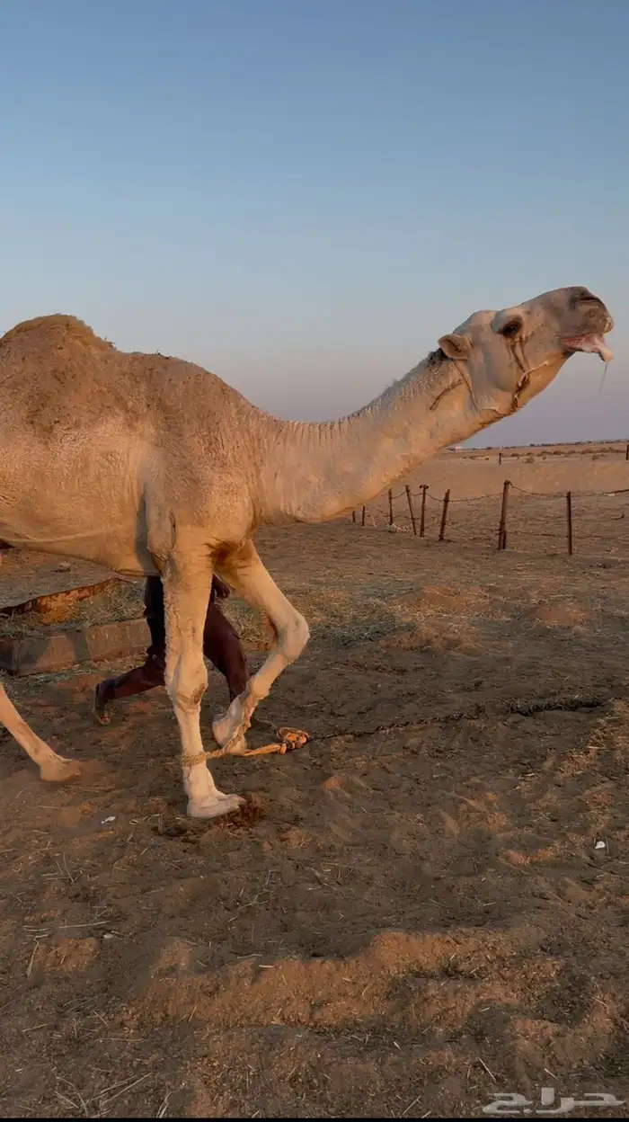 بعير باتلي 6