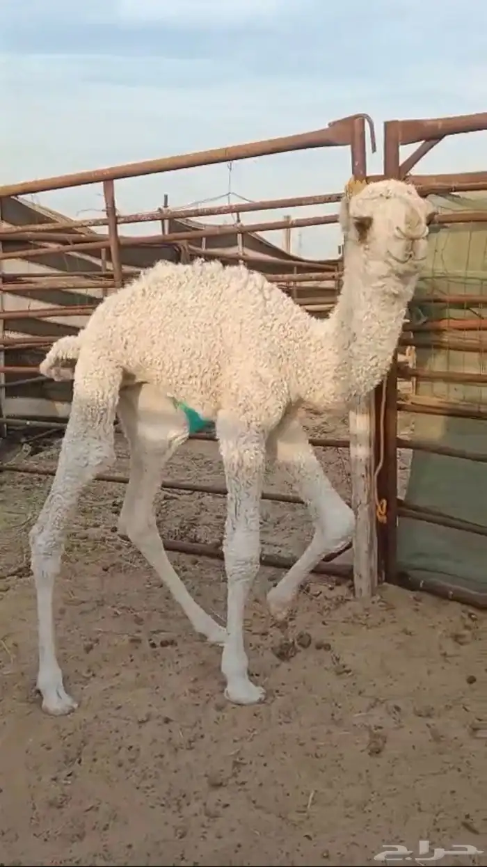 للبيع قعود ضيار 1