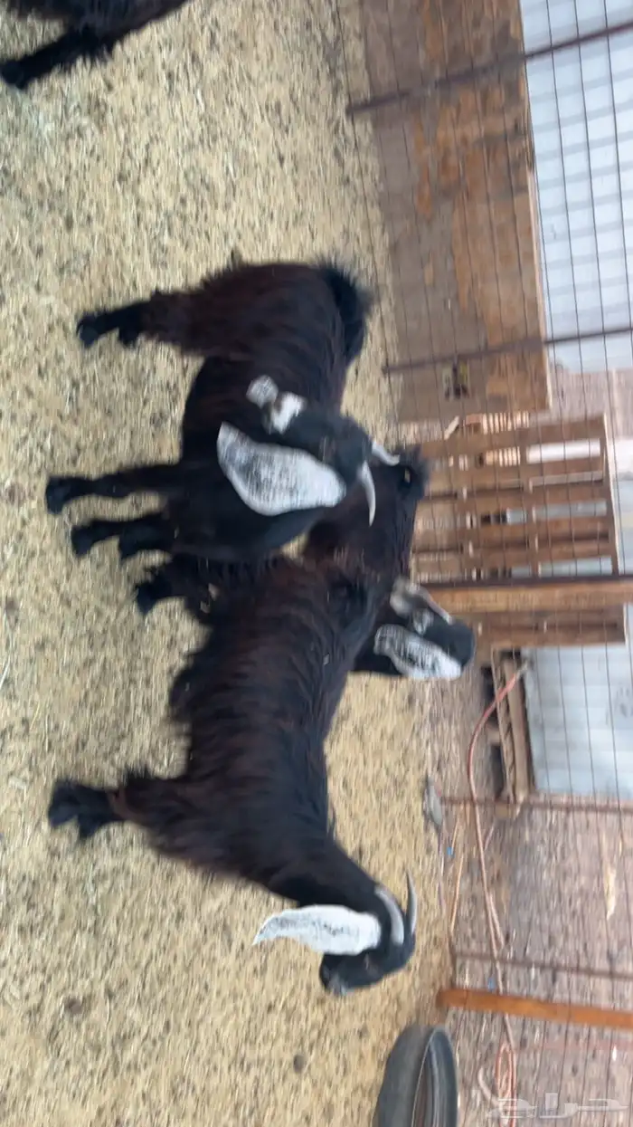 جفار طيبات وفل شحم مقفلات (تم البيع) 3