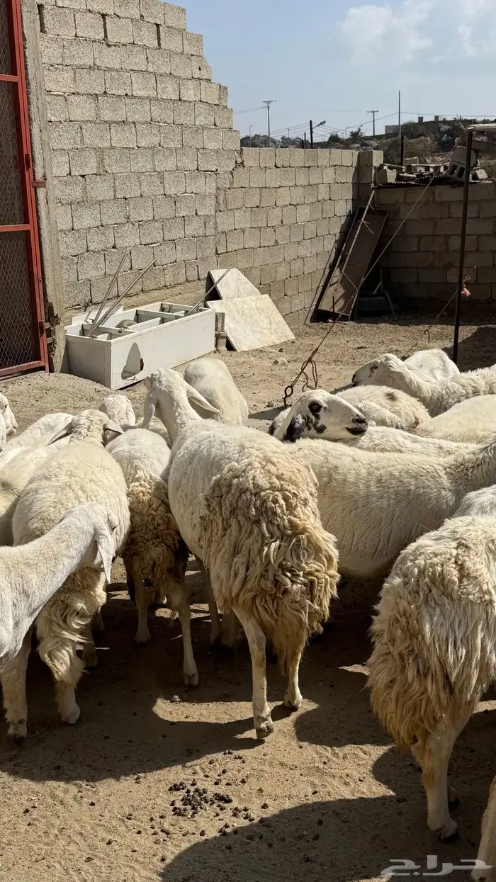 للبيع غنم حريات مراح واحد 12