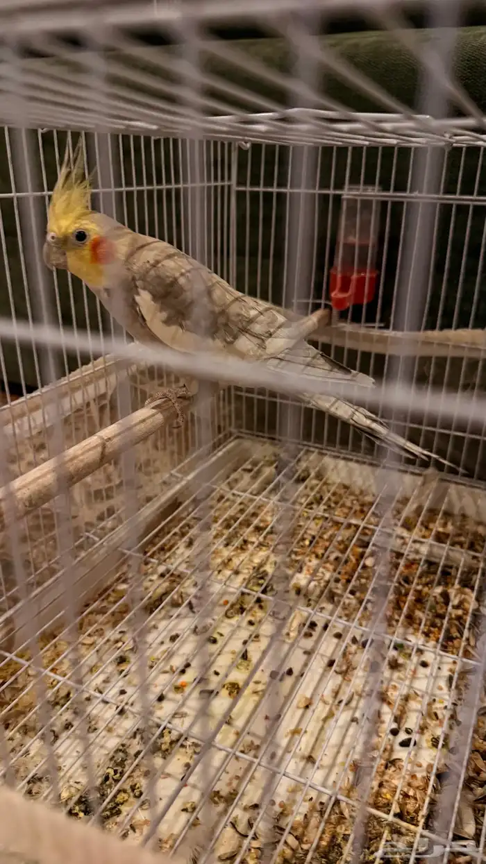 كروان كوكتيل 0