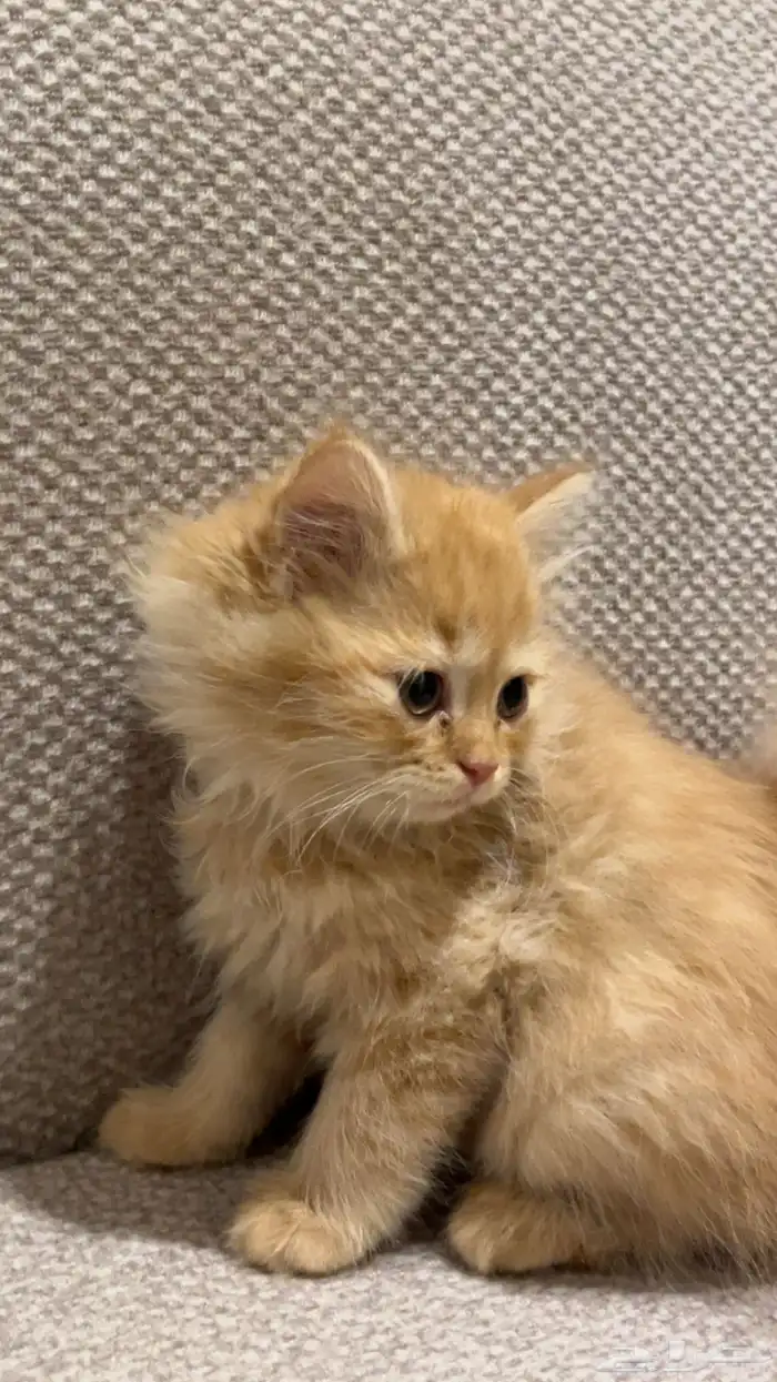 قطط شرازي للبيع 0