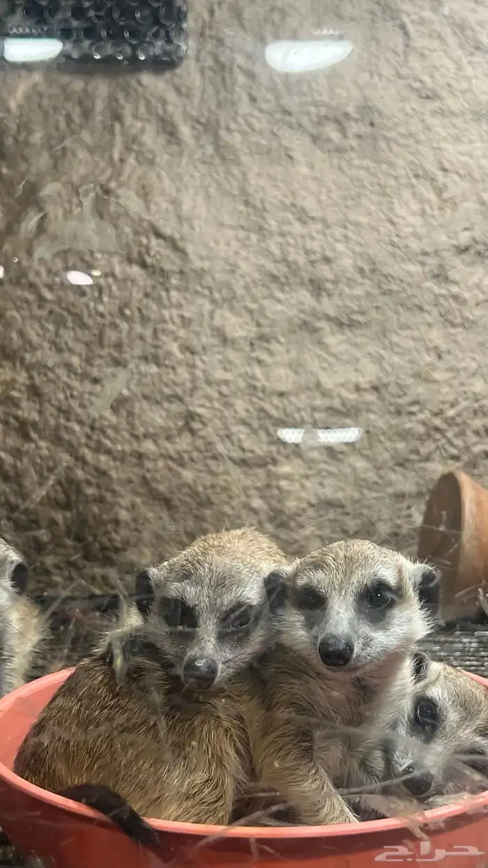 ميركات تيمون 0