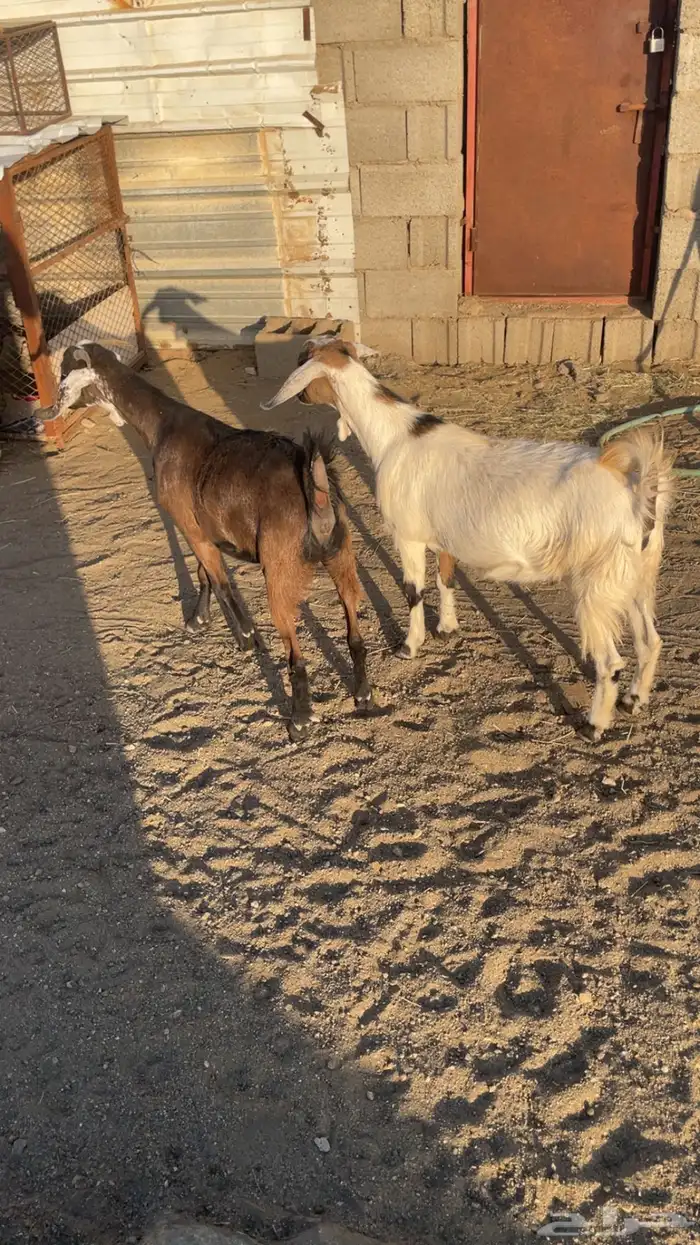 عناقين للبيع 1