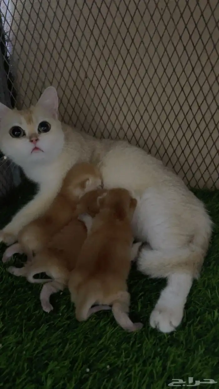 للبيع برتش nv12 مسجله مع عيالها 0