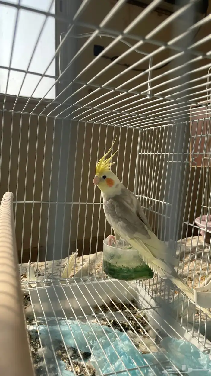 انثى كروان 1