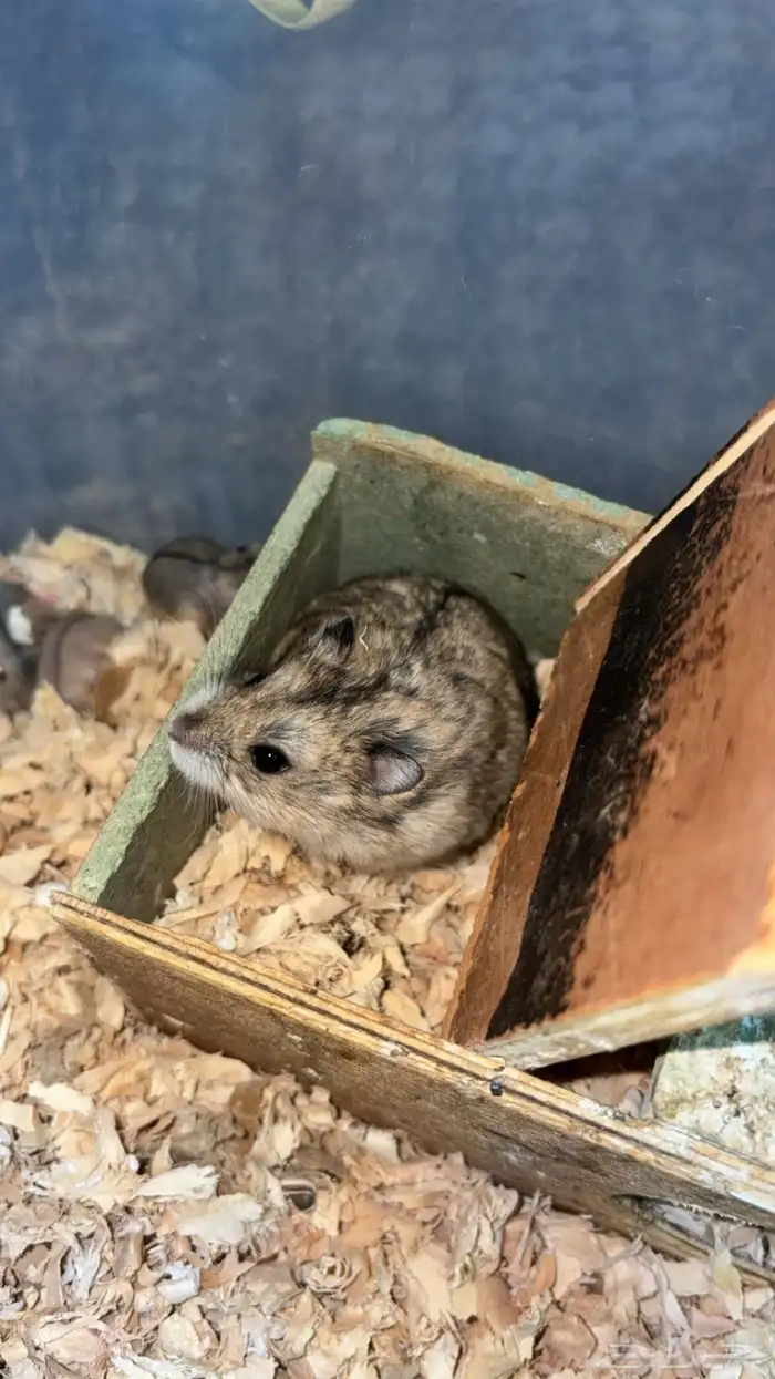 همستر للبيع 2