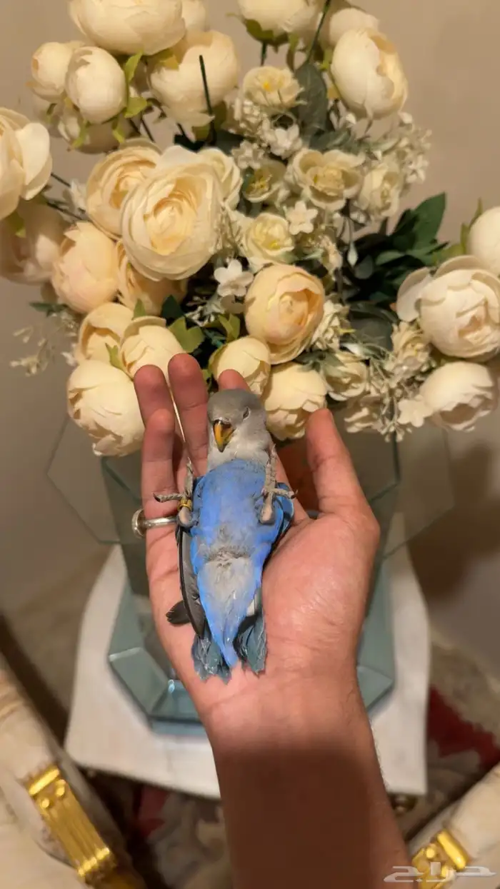 عرض (فاخر من الأخر ) روز هدد داخلي وخارجي 4